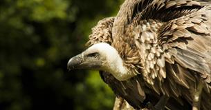 International Vulture Awareness Day