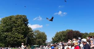 Masters of the Sky flying display at the Hawk Conservancy Trust
