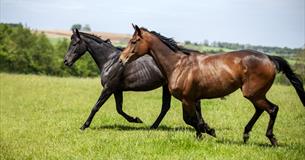 National Racehorse Week