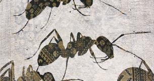 Insect Odyssey: Insects, Books and the Artistic Imagination