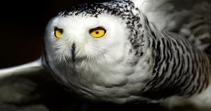 Owls by Moonlight at Christmas