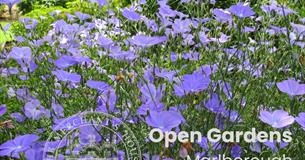 Marlborough Open Gardens