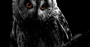 Owl-O-Ween