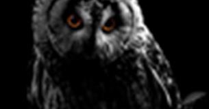 Owl-O-Ween