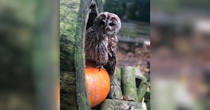 Owl-O-Ween