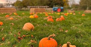 Pumpkins in the Paddock
