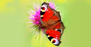 Iford Manor Butterfly Day