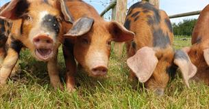 Cholderton Rare Breeds Farm - Pigs