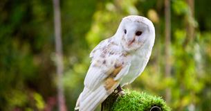 Perch & Pencil: A Birds of Prey Sketching Workshop
