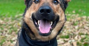 Charity Dog Walk for W.A.G.S at The White Horse Inn