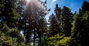 Tree Care Forum