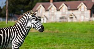 Zebra outside longleat accommodation