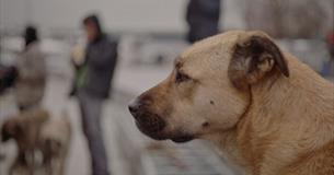 Film at the Town Hall- Stray