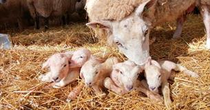 Lambing at Roves Farm
