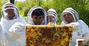 Beekeeping Experience