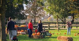 Harvest on the Farm