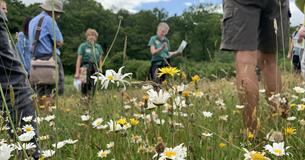 Wild Flower Guided Walk