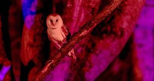 Winter Woodland Lights credit John Kent
