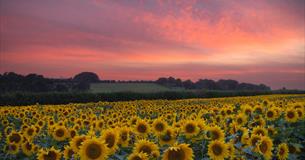 Salisbury Sunflowers