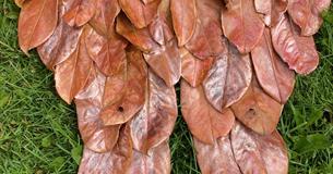 Autumn Leaf Wings