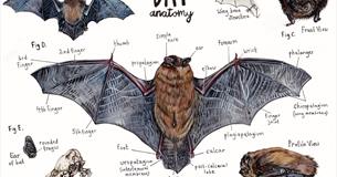 Bat Walk and Talk