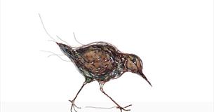 Feather and Fin: Exhibition by Celia Smith