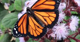Orange butterfly on pink flowers