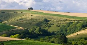 Guided Walk: Cranborne Chase