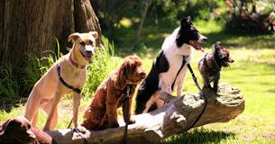 Poulton Park Fun Dog Show & Spring Fete