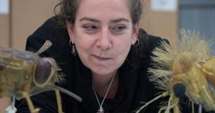 The Inside Out of Flies: Talk by Erica McAlister