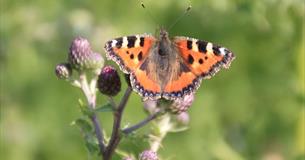 Spring Butterfly Walk in Chase Woods