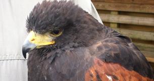 Hawk Conservancy Trust