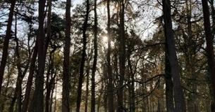 Walk: Archaeology of the New Forest