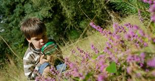 Half Term Family Activity - Minibeast Safari
