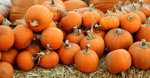Fall on the Farm