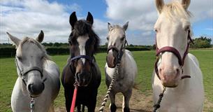 Rein and Shine Pony Days and Pony Camps