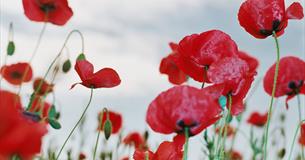 Poppies