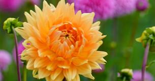 Dahlias at Stonehenge