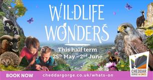 Wildlife Wonders