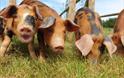 Cholderton Rare Breeds Farm - Pigs