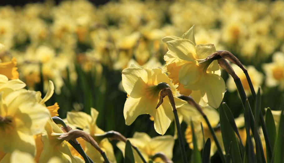 Daffodils