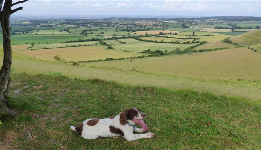 Top 10 Pet Friendly Places To Visit in Wiltshire VisitWiltshire.co.uk