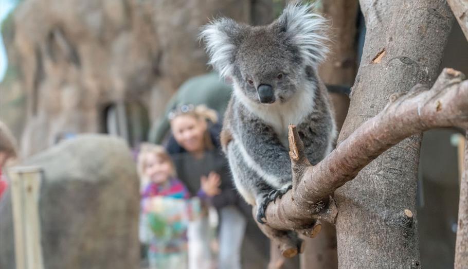 family looking at koala