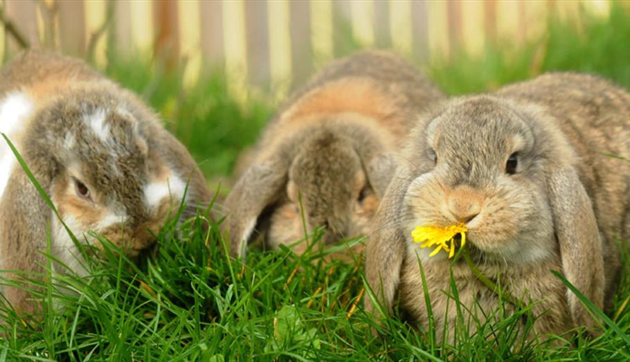 Rabbits at Longleat