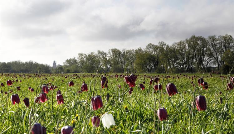 Cricklade North Meadow (National Nature Reserve)