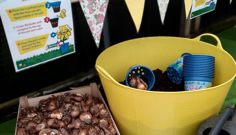 Daffodil Planting for Children