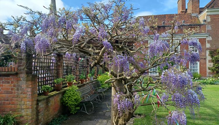 Close Consort music in the garden