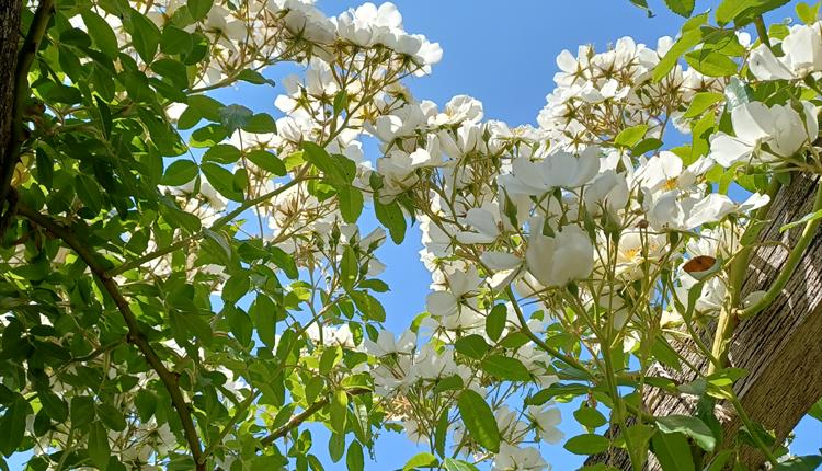 Festival of Blossom: flower crown making