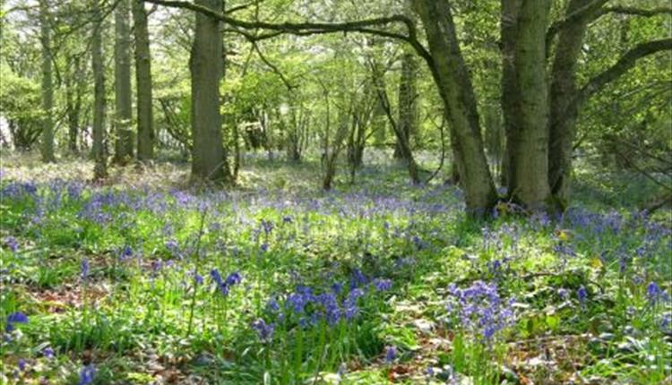 Forest bathing