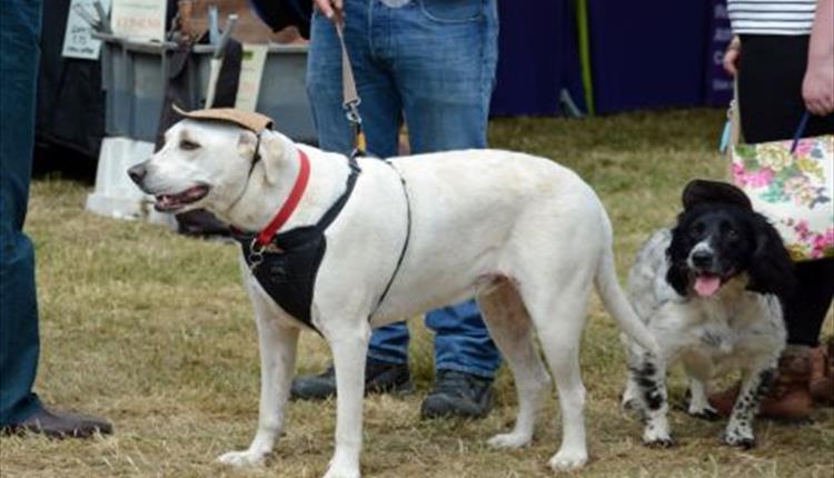 Spectacular Barford Village Fete Goes to the Dogs!